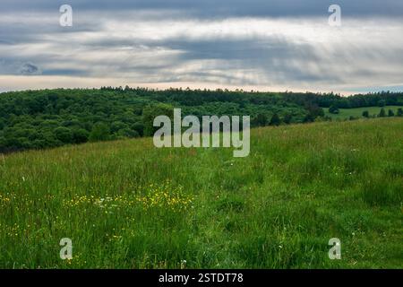 Frühlingslandschaft mit blühender Wiese und Wald im Hintergrund. Sonne versteckt hinter Wolken in einem bewölkten Himmel. Hrabovka, Slowakei Stockfoto