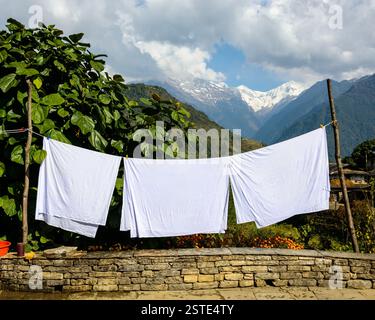 Blätter trocknen in der Sonne Stockfoto