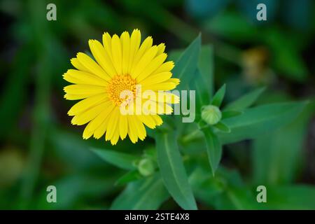 Ringelblume - gelbe Blume in Nahaufnahme auf einer Pflanze mit Knospen Stockfoto
