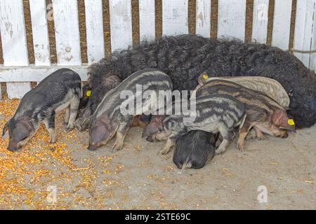 Neugeborene Ferkel Schwarzes Mangalica-Schwein ungarische Rasse in der Tierhaltung Stockfoto