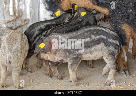 Neugeborene Ferkel Graues und Schwarzes Mangalica-Schwein ungarische Rasse auf Animal Farm Stockfoto