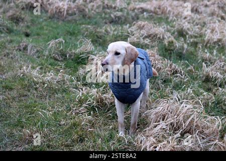 Labrador Retriever in einer warmen Jacke, die auf dem Feld steht. Nahaufnahme eines gehorsamen jungen Hundes. Trockenes Gras auf einem Hintergrund. Stockfoto