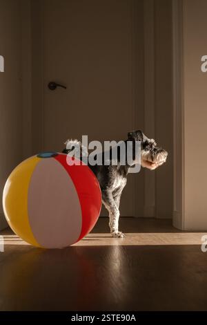 Seitenansicht des Miniatur-Schnauzers mit farbenfroher Kugel auf Hartholzboden im Flur des Apartments Stockfoto