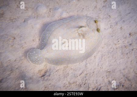 Blick von oben auf während farbige Pfauenflunder Fischspezies mit blauen Flecken Schwanz und mit Augen, die auf dem Sandboden des Ozeans in den flachen Gewässern von Aruba schwimmen Stockfoto