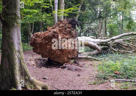 Ein großer sturmgeschädigter Baum mit freiliegenden Wurzeln liegt auf seiner Seite im Wald. Stockfoto
