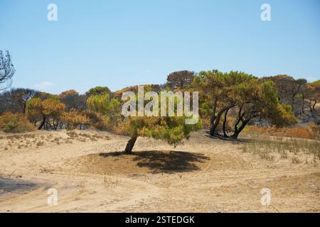 Ein von einem Waldbrand verwüsteter Wald in der Nähe von Antalya, Türkei, mit verbrannten Bäumen, trockenem Boden und einer kargen Landschaft, die die Auswirkungen von Brandschäden unterstreicht. Stockfoto