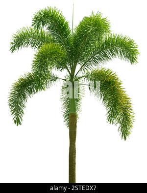 Wodyetia (Fuchsschwanzpalme). Palme isoliert auf weiß Stockfoto