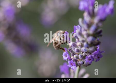 Ein Nahaufnahme-Bild, das eine Biene zeigt, die Nektar aus lebhaften Lavendelblüten sammelt, umgeben von Grün. Das Bild betont die Schönheit der Natur und t Stockfoto