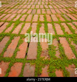 Creepers wachsen um die Ränder von Brick Pavers Stockfoto