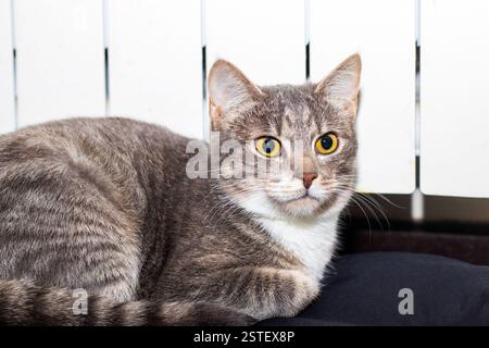Eine schöne graue und weiße Katze mit auffälligen gelben Augen liegt bequem in einer entspannten Position und genießt die Umgebung Stockfoto