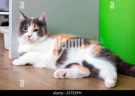 Eine schöne Calico-Katze liegt bequem auf einem glatten Holzboden, genießt ihre Zeit und findet Wärme in ihrer Umgebung Stockfoto