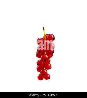 Rote Johannisbeerbeeren isolierter Ausschnitt Stockfoto