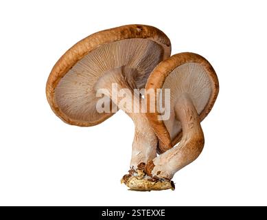 Makronahebild Shitake Pilze isoliert auf weißem Hintergrund Stockfoto