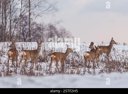 Eine wunderschöne Winterszene mit einer Gruppe von majestätischen Hirschen in einer verschneiten Landschaft Stockfoto