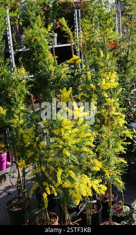 Viele gelbe Mimosa-Pflanzen werden am Blumenmarkt verkauft Stockfoto