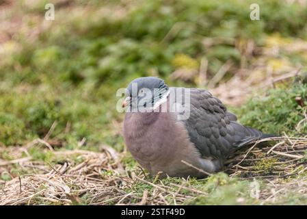 Rusting Wood Pigeon (Columba palumbus) in Leigh on Sea, Essex Stockfoto