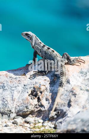 Leguanechse auf einer Klippe über dem Meer auf Isla Mujeres, Halbinsel Yucatan, Mexiko. Nahaufnahme Porträt Stockfoto