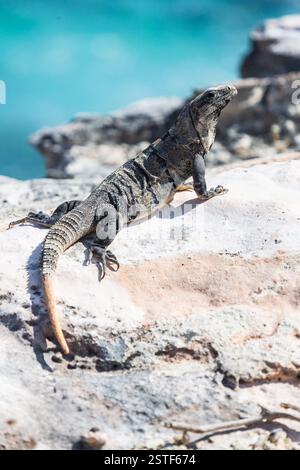 Leguanechse auf einer Klippe über dem Meer auf Isla Mujeres, Halbinsel Yucatan, Mexiko. Nahaufnahme Porträt Stockfoto