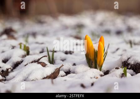 Gelbe Krokusse im Schnee im frühen Frühjahr. Die Ankunft des Frühlings, Hintergrund Stockfoto