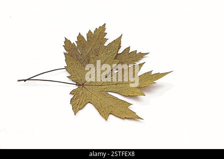 Herbstlaub auf weißem Hintergrund Stockfoto