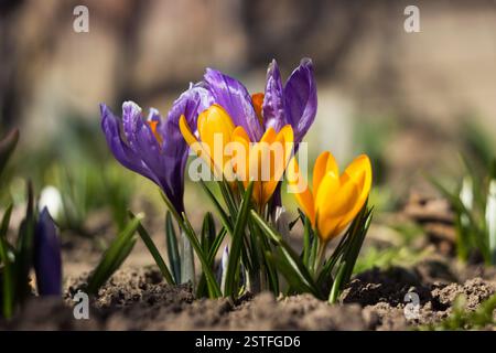 Gelbe und lilafarbene Krokusse im Garten. Eine der ersten hellen Frühlingsblumen Stockfoto