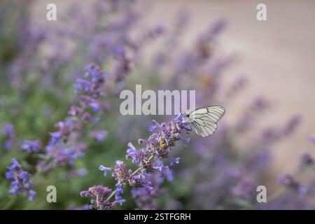 Apora crataegi, das schwarz geäderte Weiße, ruhen Sie sich auf einer Blume aus Katzenminze aus. Ein wunderschöner weißer und schwarzer Schmetterling, der auf blühenden Katzenminze sitzt. Stockfoto