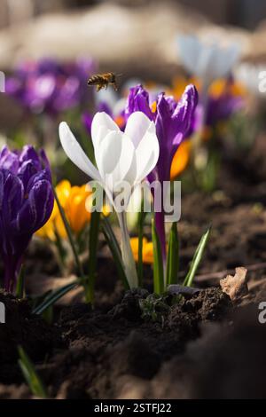 Eine Biene bestäubt einen weißen Krokus mit violetten und gelben Krokussen im Hintergrund. Frühlingsblumen Stockfoto