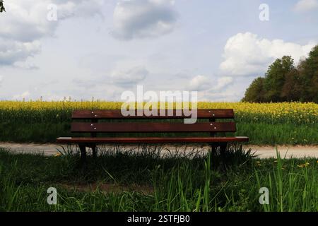 Eine Holzbank auf einer Wiese vor einem Rapsfeld in voller Blüte, unter klarem Himmel. Frühlingslandschaft in natürlicher Umgebung aufgenommen. Stockfoto