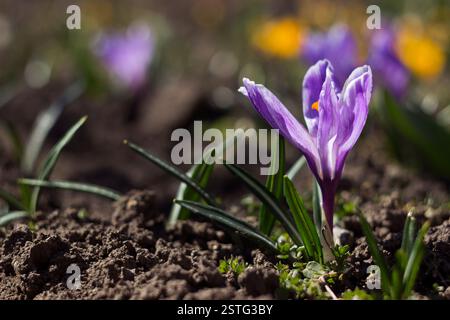 Wunderschöne Flieder Krokusse blühen im Garten, im Hintergrund gelbe und weiße Krokusse. Frühlingsblumen Hintergrund Stockfoto