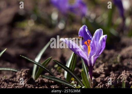 Bienenbestäubung der Frühfrühlingsblumen - Fliederkrokus. Krokusse mit einer Arbeiter-Honigbiene, die Nektar ernährt, Makrohintergrund Stockfoto