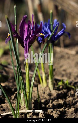 Winzige violettblaue Iris - pygmige Frühlingsblumen blühen im Garten. Iris reticulata oder Zwergiris, Iridaceae, Bulbaceous Plant Stockfoto