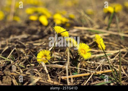 Mutter und Stiefmutter - erste gelbe Frühjahrsblume auf dem Feld, im trockenen Gras. Die Sammlung von Heilpflanzen Stockfoto