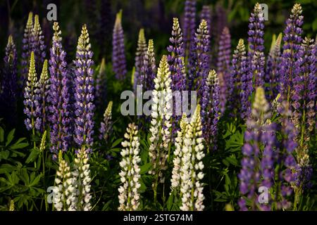 Violette und weiße Lupinen auf einem Feld vor der Kulisse des Waldes. Glade der Frühlingsblumen. Wunderschöner Hintergrund Stockfoto