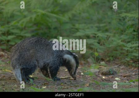 badger schnüffelt den Boden in einem bretonischen Wald Stockfoto