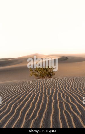 Sanddünen Und Desert Bush Im Death Valley National Park Stockfoto