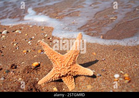 Nahaufnahme der Seestern am Strand vor der Flut. Happy Summer-Konzept. Stockfoto