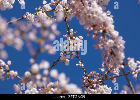 Weiße und rosafarbene Kirschzweige blühen vor blauem Himmel. Stockfoto