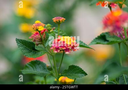 Eine Nahaufnahme farbenfroher lantana-Blüten mit zarten Blütenblättern und sattgrünen Blättern, mit verschwommenem Hintergrund für weichen Fokus-Effekt. Stockfoto