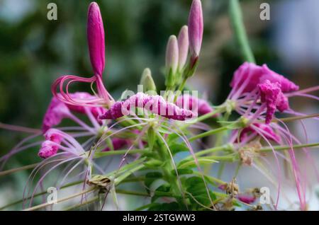 Exotische rosafarbene Spinnenblüten mit zarten gewellten Blüten und ungeöffneten Knospen in weichem Fokus. Ein lebendiges botanisches Makro mit komplizierten Blumendetails. Stockfoto