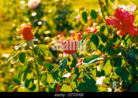 Rosa Rosen im Garten. Busch im Frühlingsgarten stieg Hintergrundbeleuchtung erschossen. Stockfoto