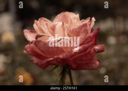 Rosafarbene Rosenblüte, die auf Dampf verfärbt, viel Platz für selektive Textfokussierung. Verwelkte Rose im Herbstgarten. Herbstsaison traurige Stimmung. D Stockfoto