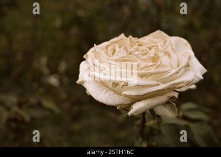 Weiße Rosenblüte, die auf Dampf verfärbt, viel Platz für selektive Textfokussierung. Verwelkte Rose im Herbstgarten. Herbstsaison traurige Stimmung. Stockfoto