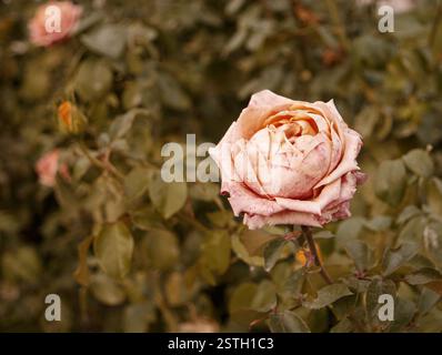 Corall Creamy Rose stirbt im Herbstgarten. Verwelkte Rose. Traurige Sturzstimmung. Verwelkende Rosen im Herbst. Vintage-Farben mit niedrigen Sättigungswerten. Kopieren Stockfoto