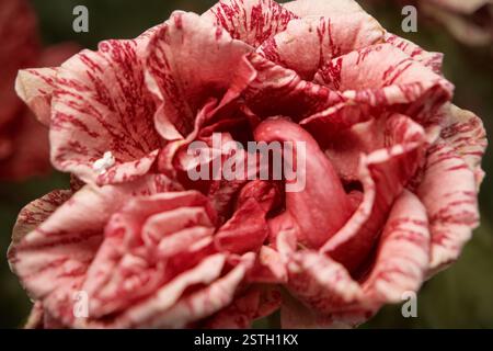 Rosa-rote Rose im Herbst Garten Draufsicht zu trocknen. Blüht im Herbst Saison traurig Herbststimmung. Verwelkte rose Blume Closeup über Ansicht. Stockfoto