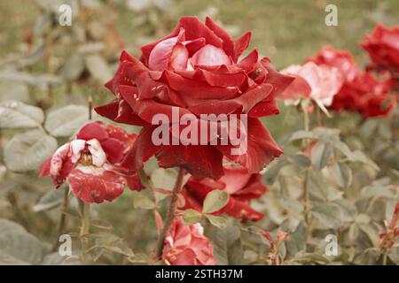 Rot-cremige Rose, die im Herbstgarten stirbt. Verwelkte Rose. Traurige Sturzstimmung. Verwelkende Rosen im Herbst. Vintage-Farben mit niedrigen Sättigungswerten. Copyspa Stockfoto