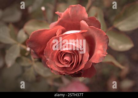 Rote Rose im Herbstgarten. Zwei Rosenblüten sterben im Herbst, viel Platz für Text. Selektiver Fokus. Vintage-Farbe. Zwei verwelkte R Stockfoto