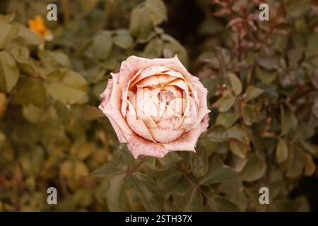 Corall Creamy Rose stirbt im Herbstgarten. Verwelkte Rose. Traurige Sturzstimmung. Verwelkende Rosen im Herbst. Vintage-Farben mit niedrigen Sättigungswerten. Kopieren Stockfoto