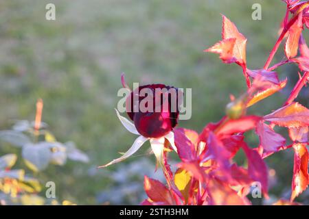 Rose rot sterben im Herbst Garten mit viel Exemplar Stockfoto