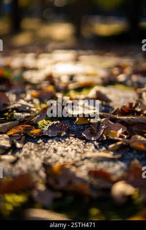 Eine wunderschöne Szene mit herabfallenden Herbstblättern, die den Boden in Rot-, Orange- und Gelbtönen bedecken. Die gestochen scharfen Texturen und warmen Farben sorgen für eine Perfec Stockfoto