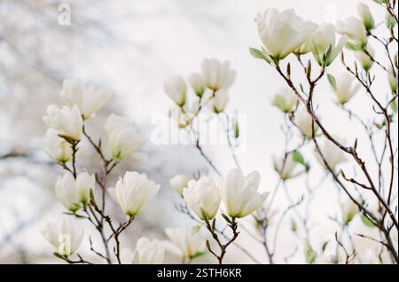 Wunderschöne weiße Magnolienblüten blühen auf Ästen und zeigen die Ankunft des Frühlings in einer ruhigen Gartenumgebung. Stockfoto